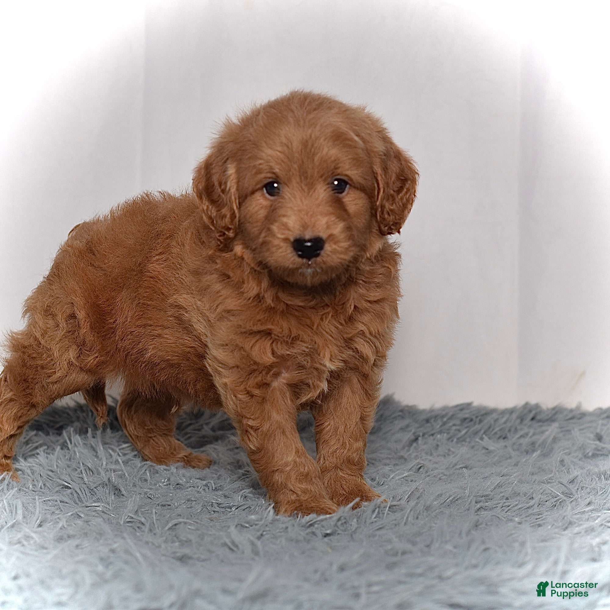 Mini Goldendoodle dogs Mr. Milo - Ad 2
