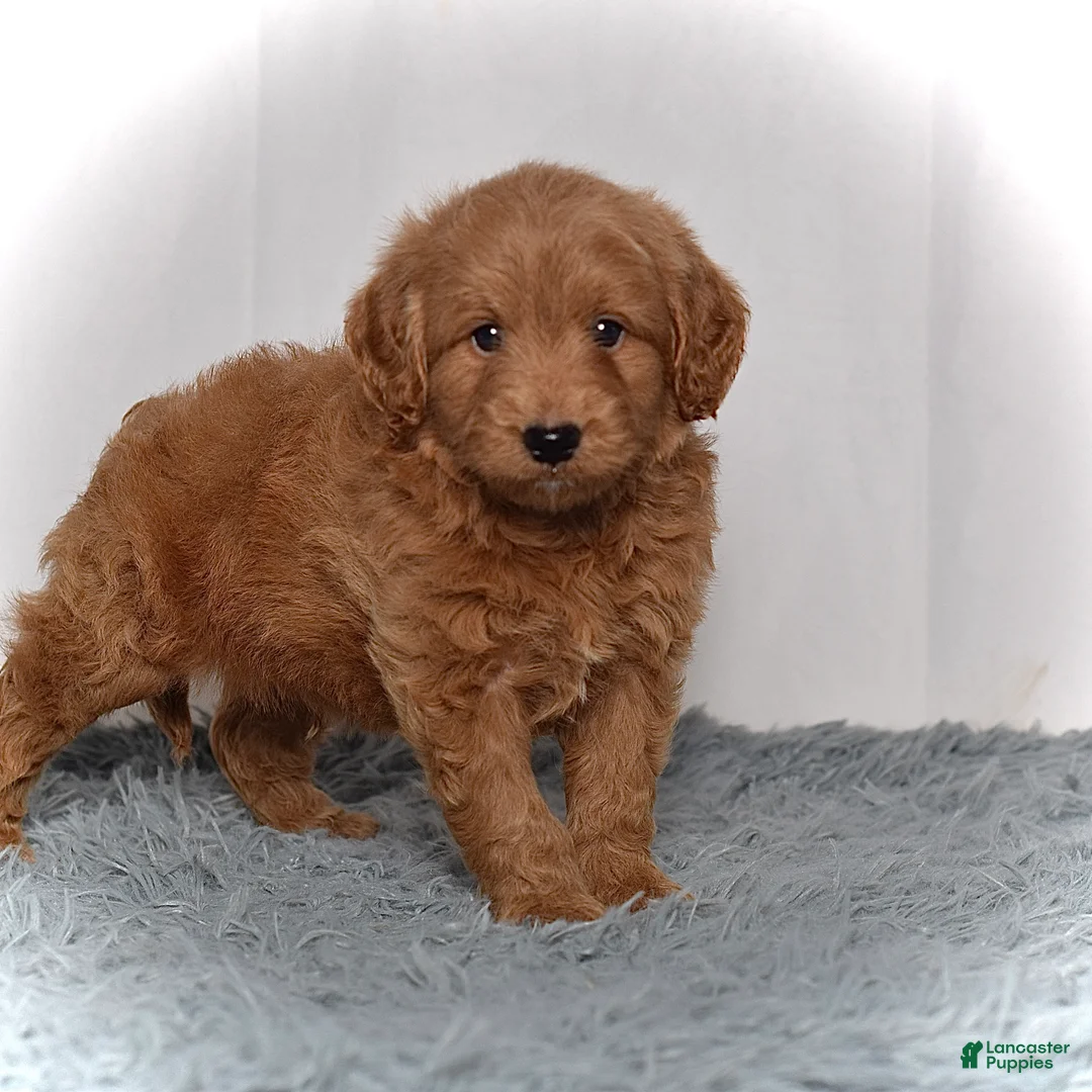 Mini Goldendoodle dogs for sale: Mr. Milo - Ad 1