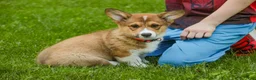 Welsh Corgi Pembroke dogs for sale: Gene - Ad 4