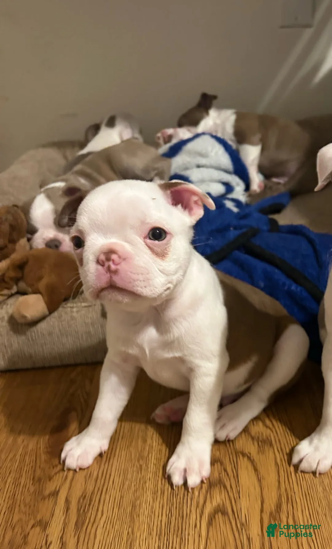 Boston Terrier dogs for sale: Brownie  - Ad 1