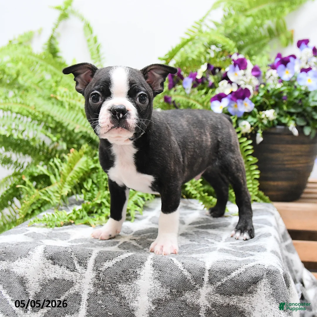 Boston Terrier dogs for sale: Wallace - Ad 1