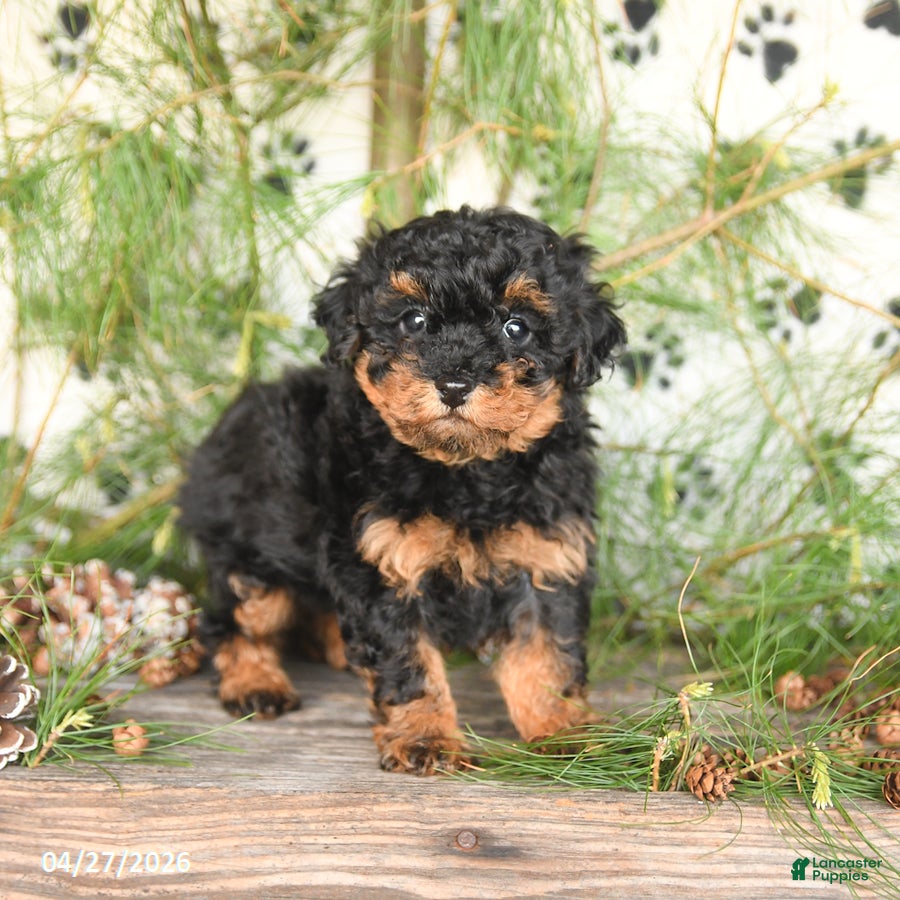 Toy Poodle dogs Tucker - Ad 1