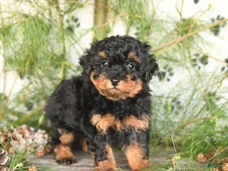 Toy Poodle dogs for sale: Tucker - Ad 3