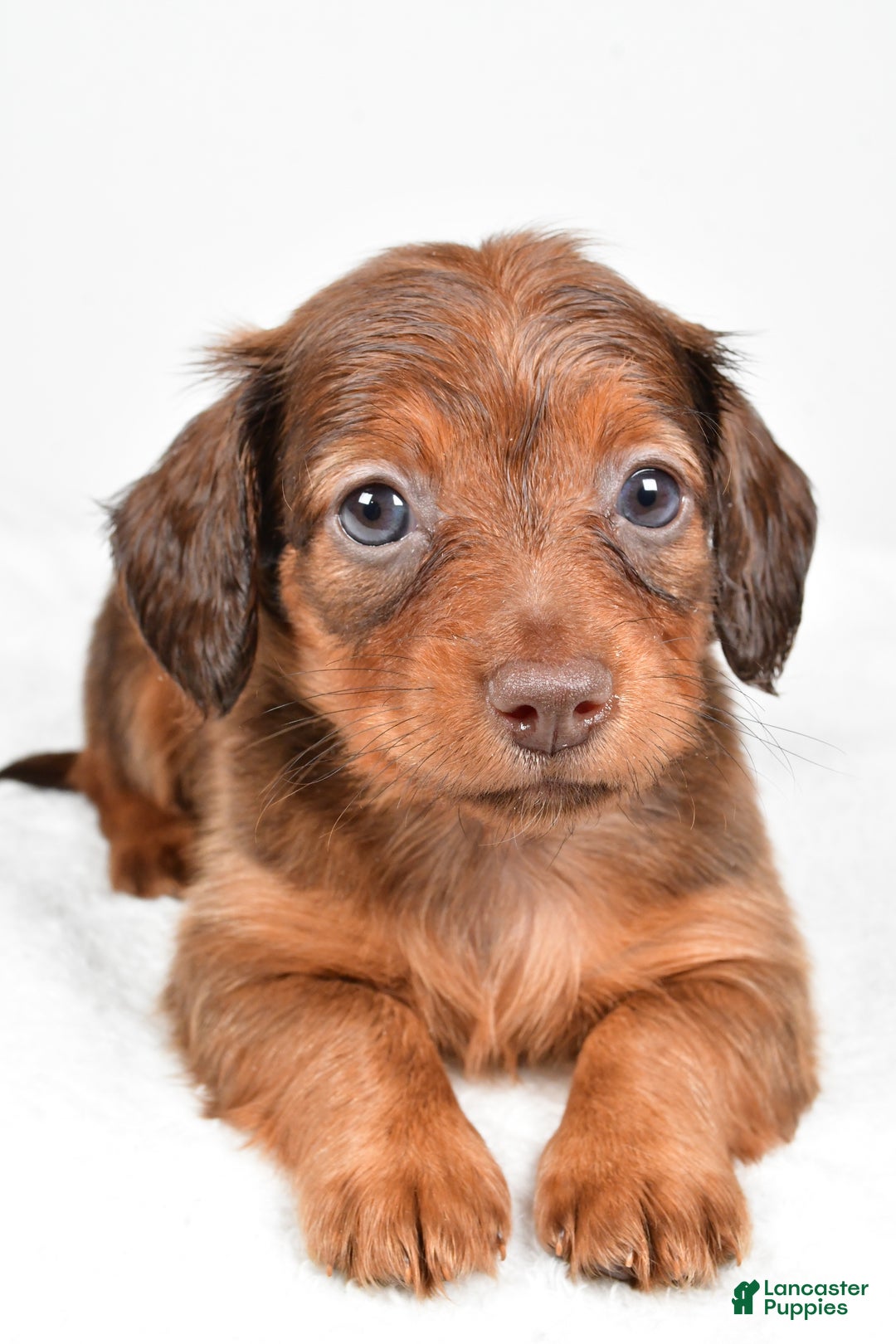 Miniature Dachshund dogs for sale: Beth - Ad 5