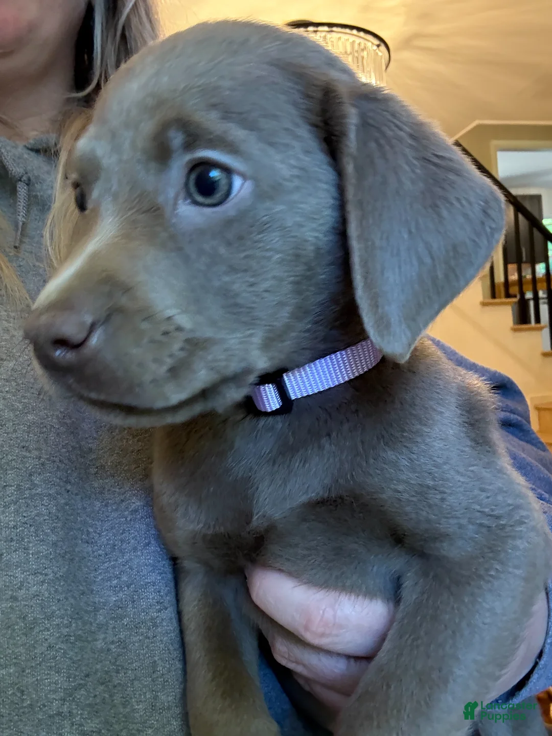 Labrador Retriever dogs for sale: Light Purple Collar Silver Female Lab - Ad 1