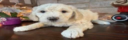 Goldendoodle dogs for sale: Rosé (Girl) - Ad 2