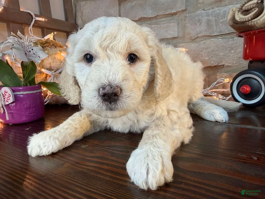 Goldendoodle dogs for sale: Rosé (Girl) - Ad 2