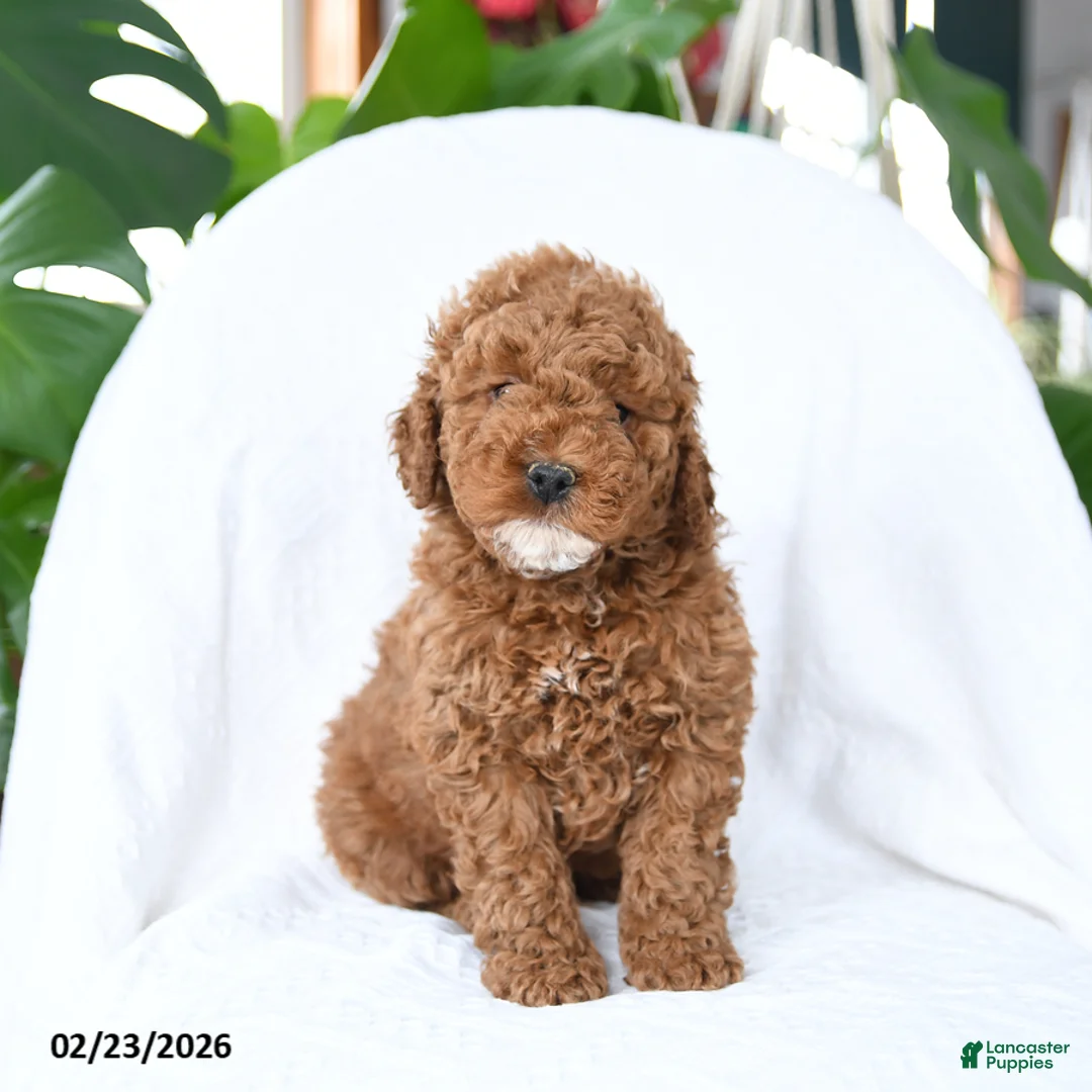 Mini Goldendoodle dogs for sale: Toasty - Ad 1