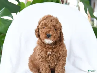 Mini Goldendoodle dogs for sale: Toasty - Ad 2