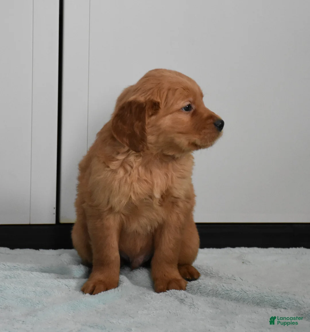Golden Retriever dogs for sale: Dallas Genetic/OFA - Ad 13