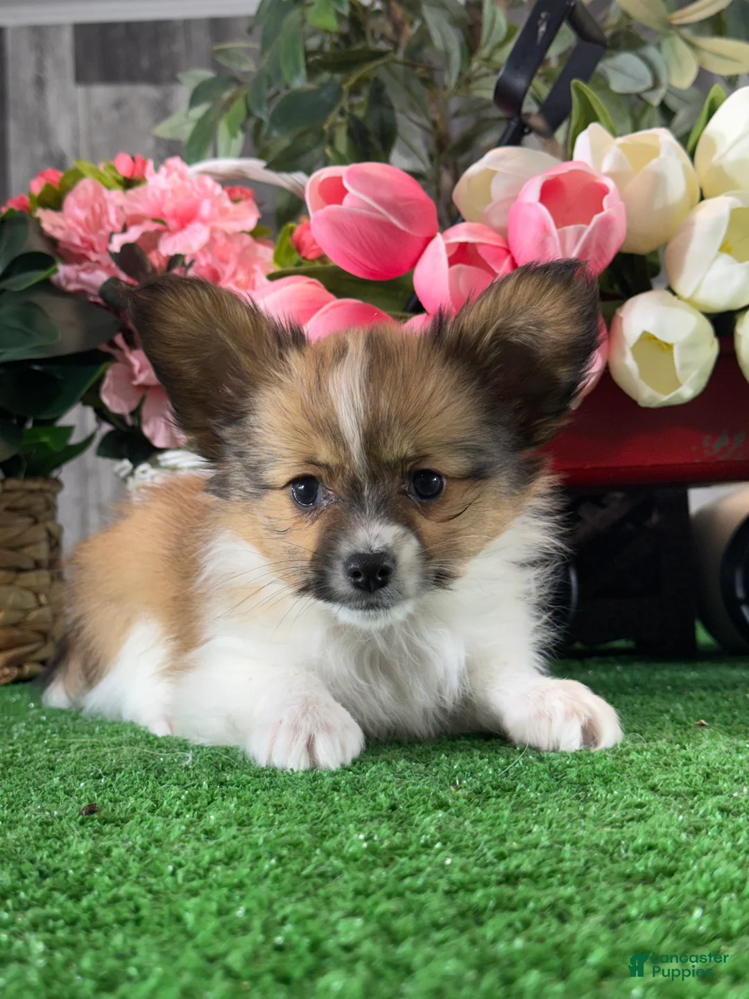 Papillon dogs for sale: Ranger  - Ad 1