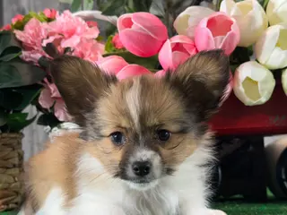 Papillon dogs Ranger - Ad 8