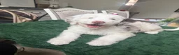 Aussiedoodle dogs for sale: Aussiedoodle 1 - Ad 11