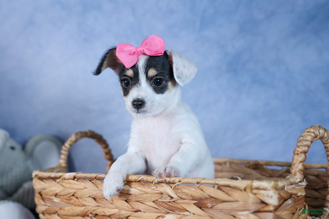 Chipoo dogs for sale: Kisses - Ad 5