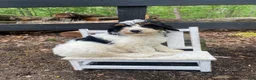 Bernedoodle dogs for sale: Holden - Ad 2