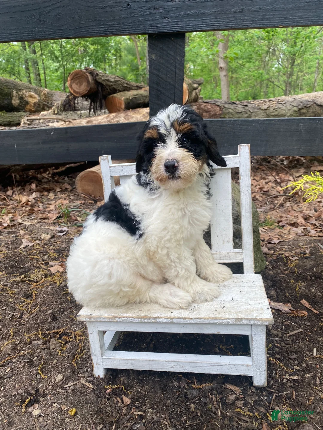 Bernedoodle dogs for sale: Holden - Ad 2