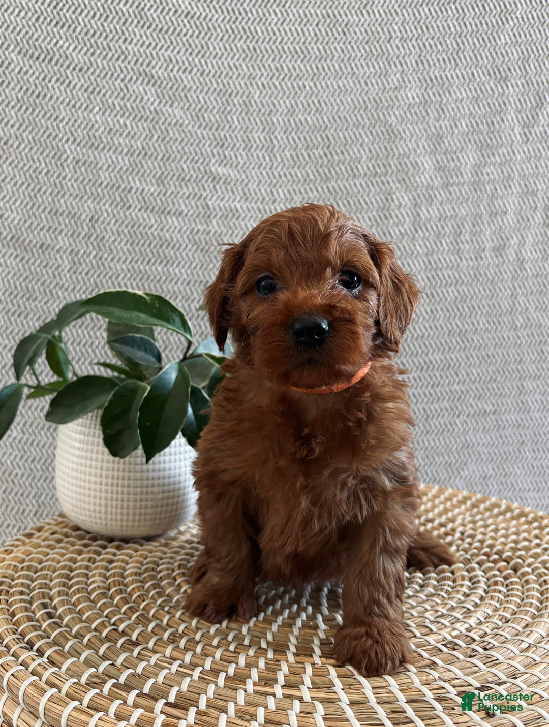 Irish Doodle dogs for sale: Sugar - Ad 2