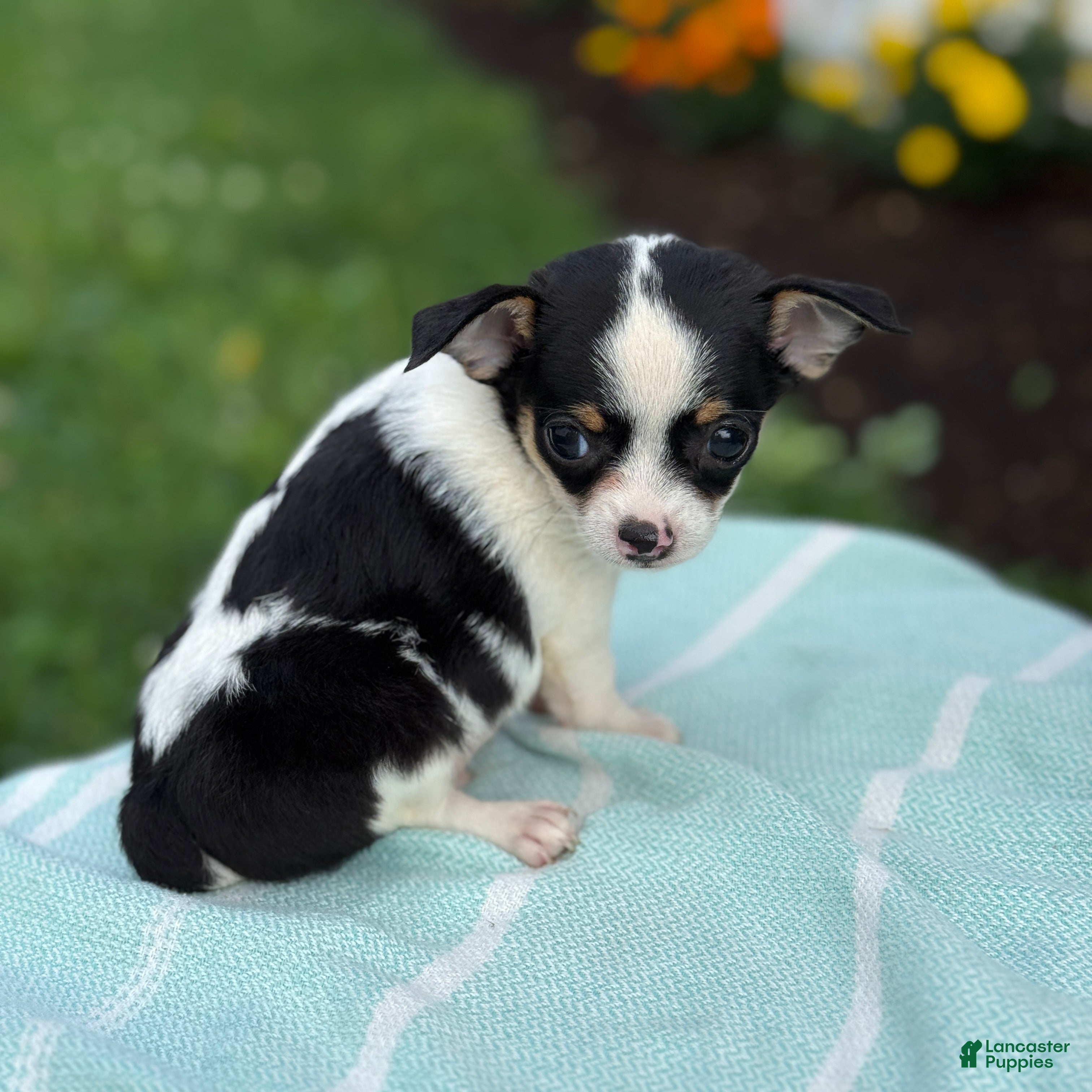 Chihuahua dogs for sale: Tiny - Ad 2