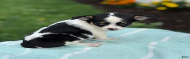 Tiny