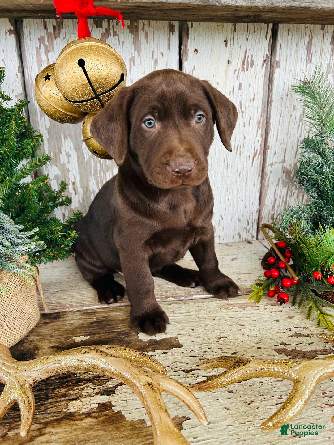 Labrador Retriever dogs for sale: Dancer - Ad 5