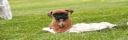 Boxer dogs for sale: Scarlet - Ad 4