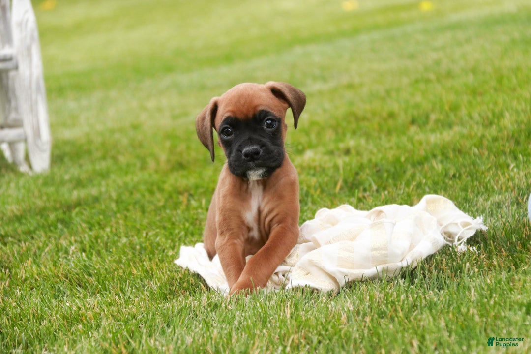 Boxer dogs for sale: Scarlet - Ad 4