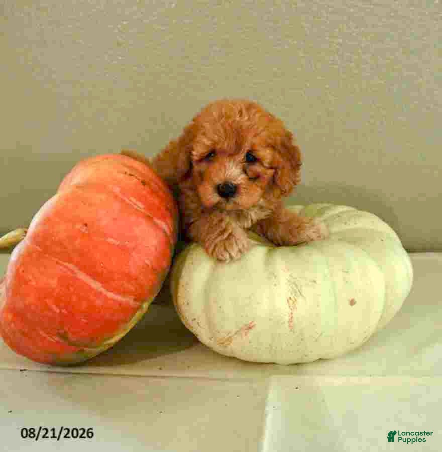 Mini Bernedoodle dogs Maverick - Ad 2