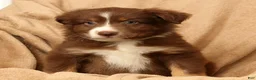 Miniature Australian Shepherd dogs for sale: Manny - Ad 8