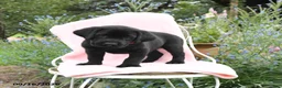 Labrador Retriever dogs for sale: Marshel - Ad 3