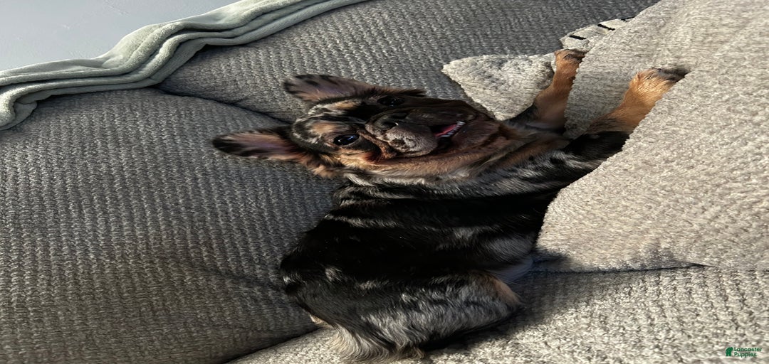 Gallery Image {{count}}