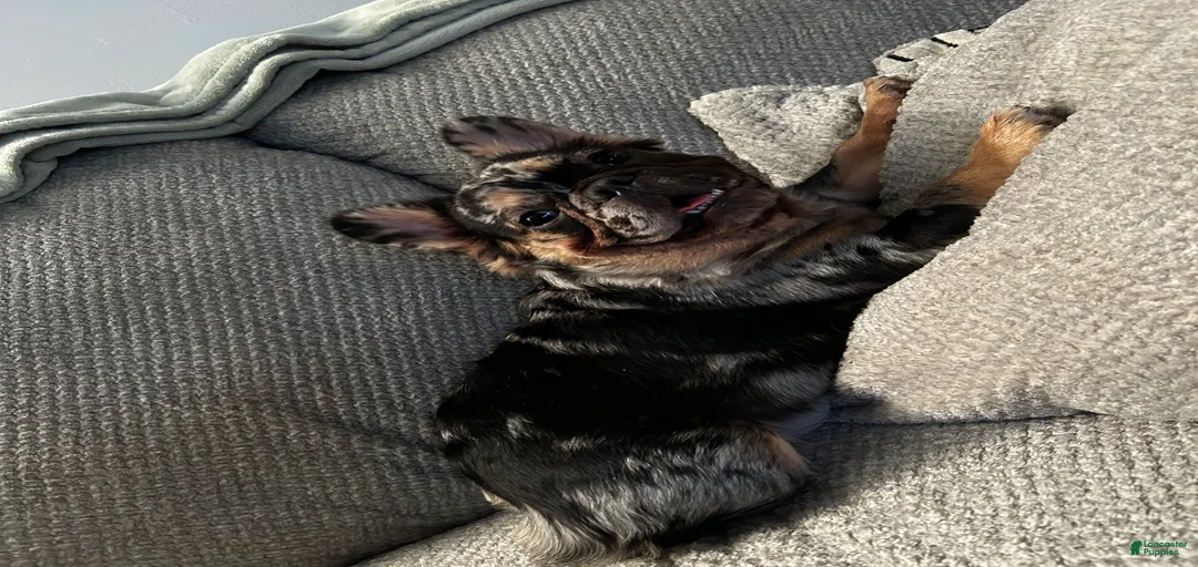 Gallery Image {{count}}