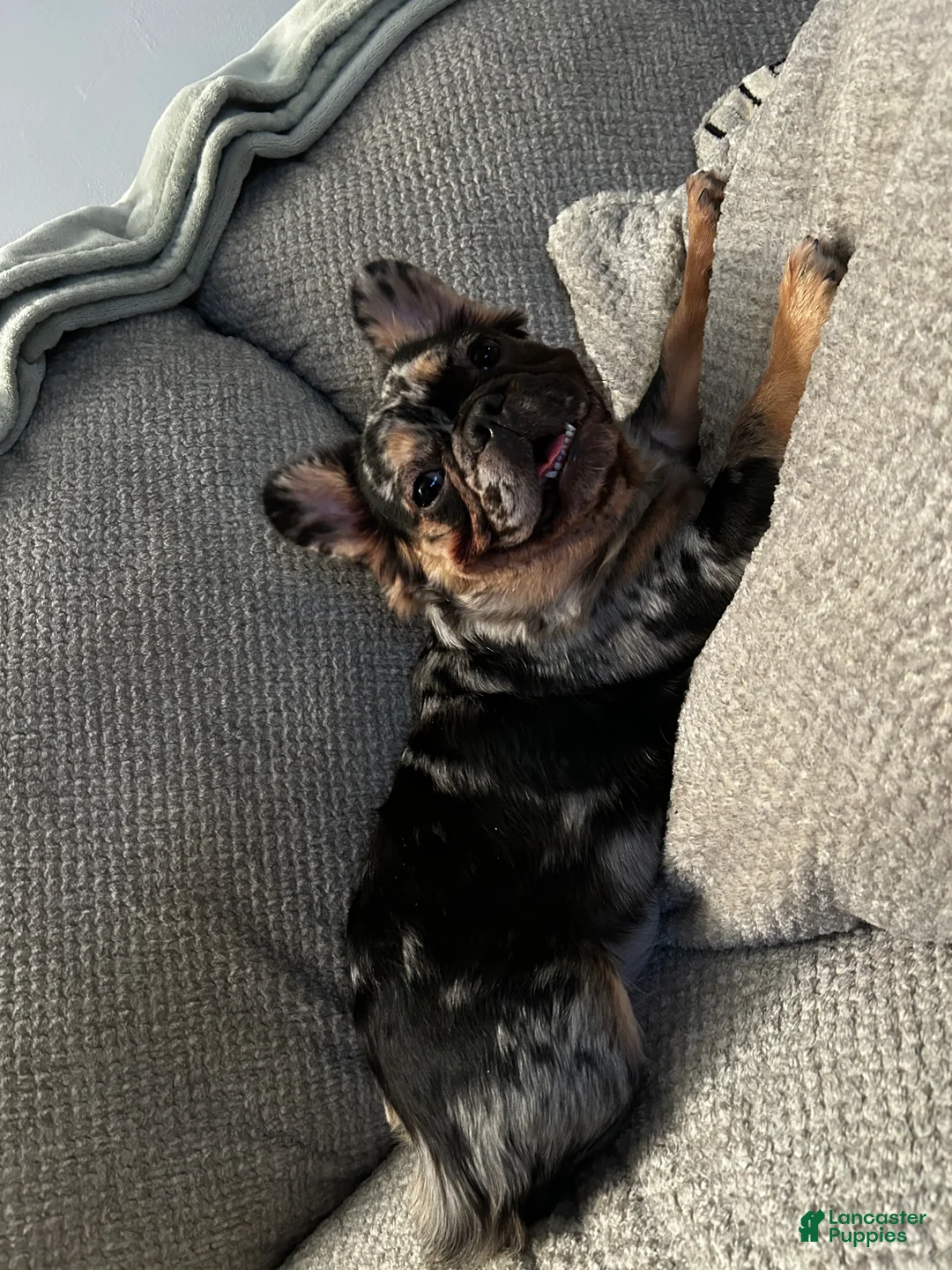 Gallery Image {{count}}