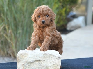 Toy Poodle dogs - Ad 31