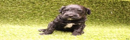 Portuguese Water Dog dogs for sale: Archie - Ad 5