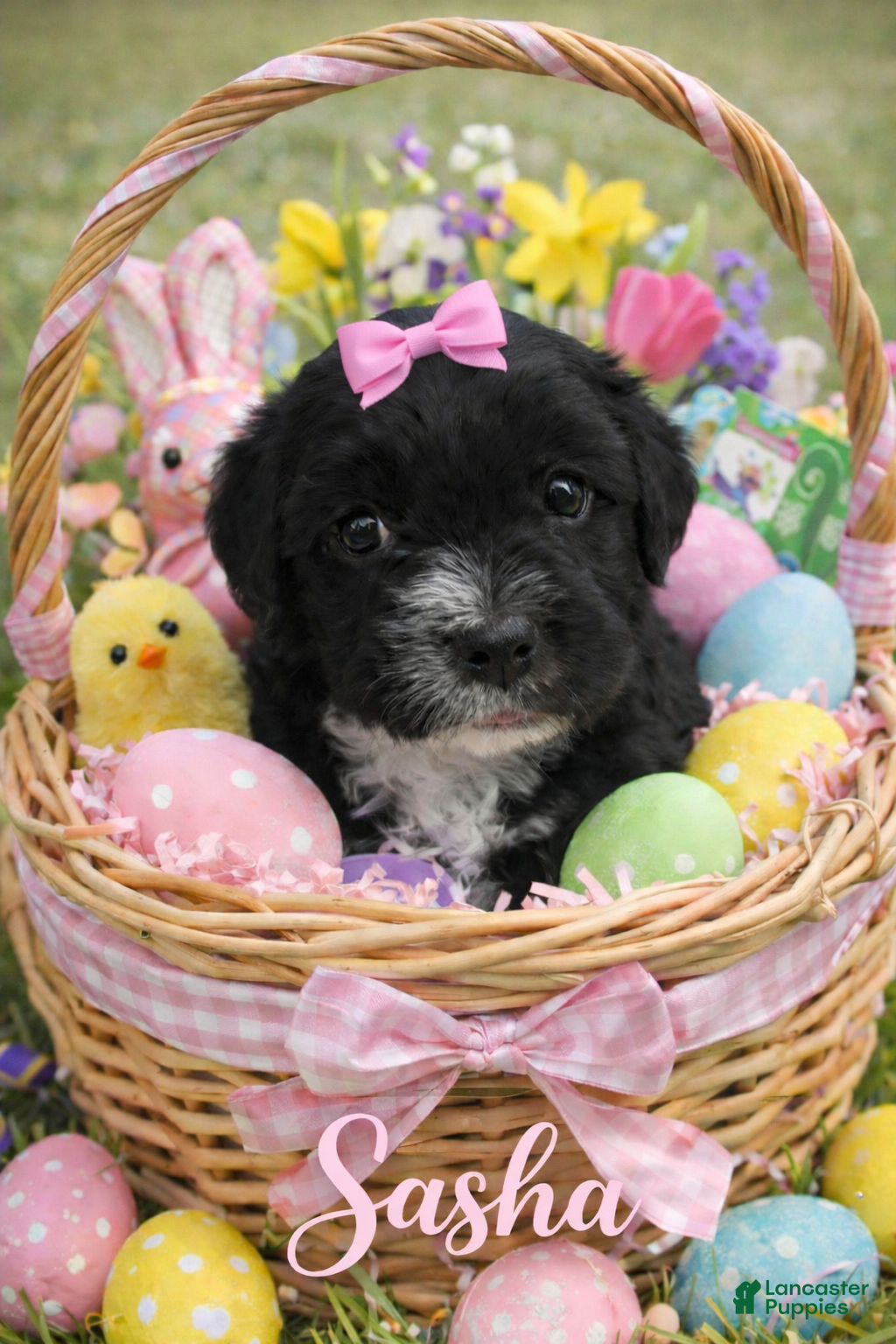 Cavapoo dogs Cavapoo Puppy 2 - Ad 1