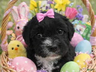 Cavapoo dogs for sale: Cavapoo Puppy 2 - Ad 1