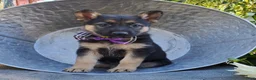 German Shepherd dogs for sale: Tammy - Ad 3
