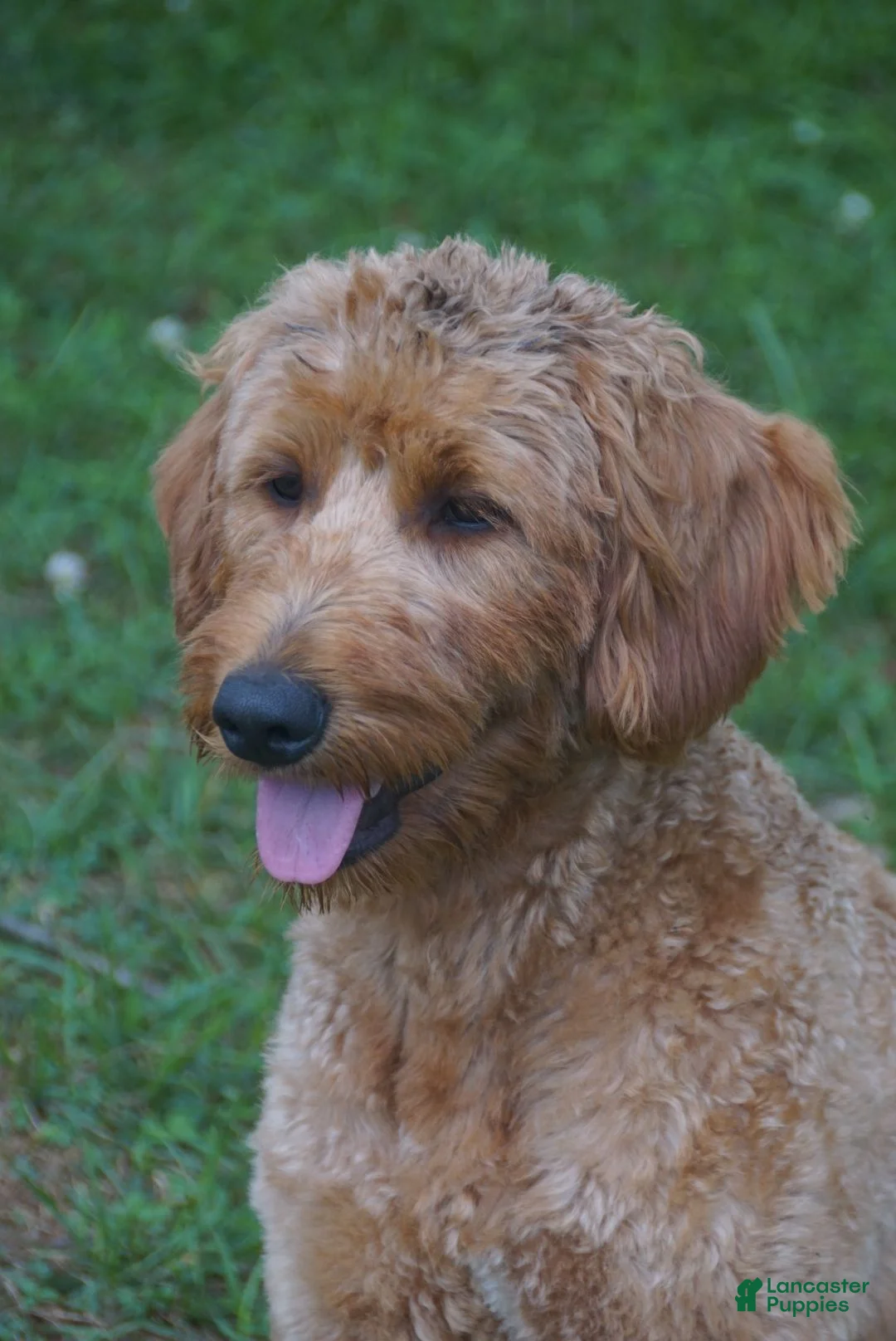 Mini Goldendoodle dogs for sale: Waffles-F1b - Ad 3