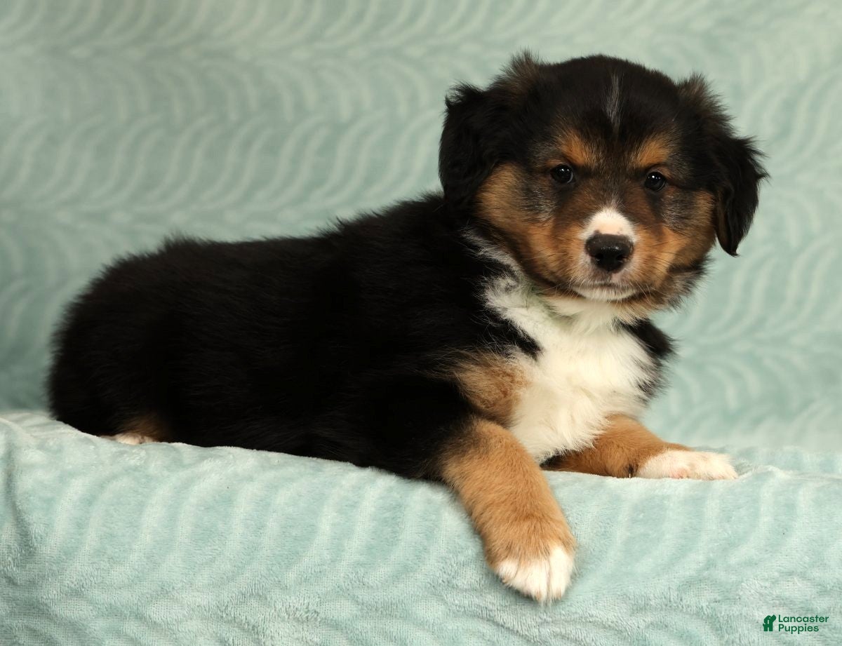 Australian Shepherd dogs for sale: Dallas - Ad 3