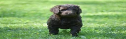 Portuguese Water Dog dogs for sale: Magnolia - Ad 6