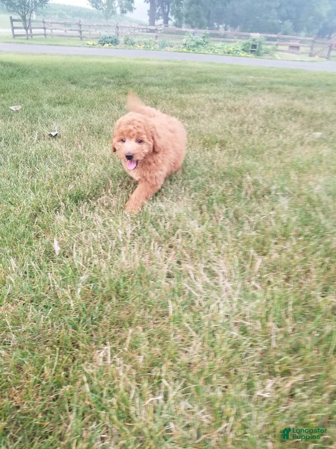 Mini Goldendoodle dogs for sale: Ginger - Ad 2