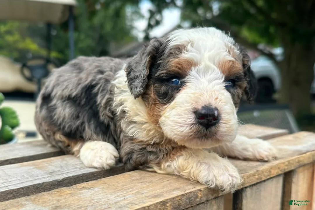 Mini Bernedoodle dogs for sale: Clementine - Ad 2