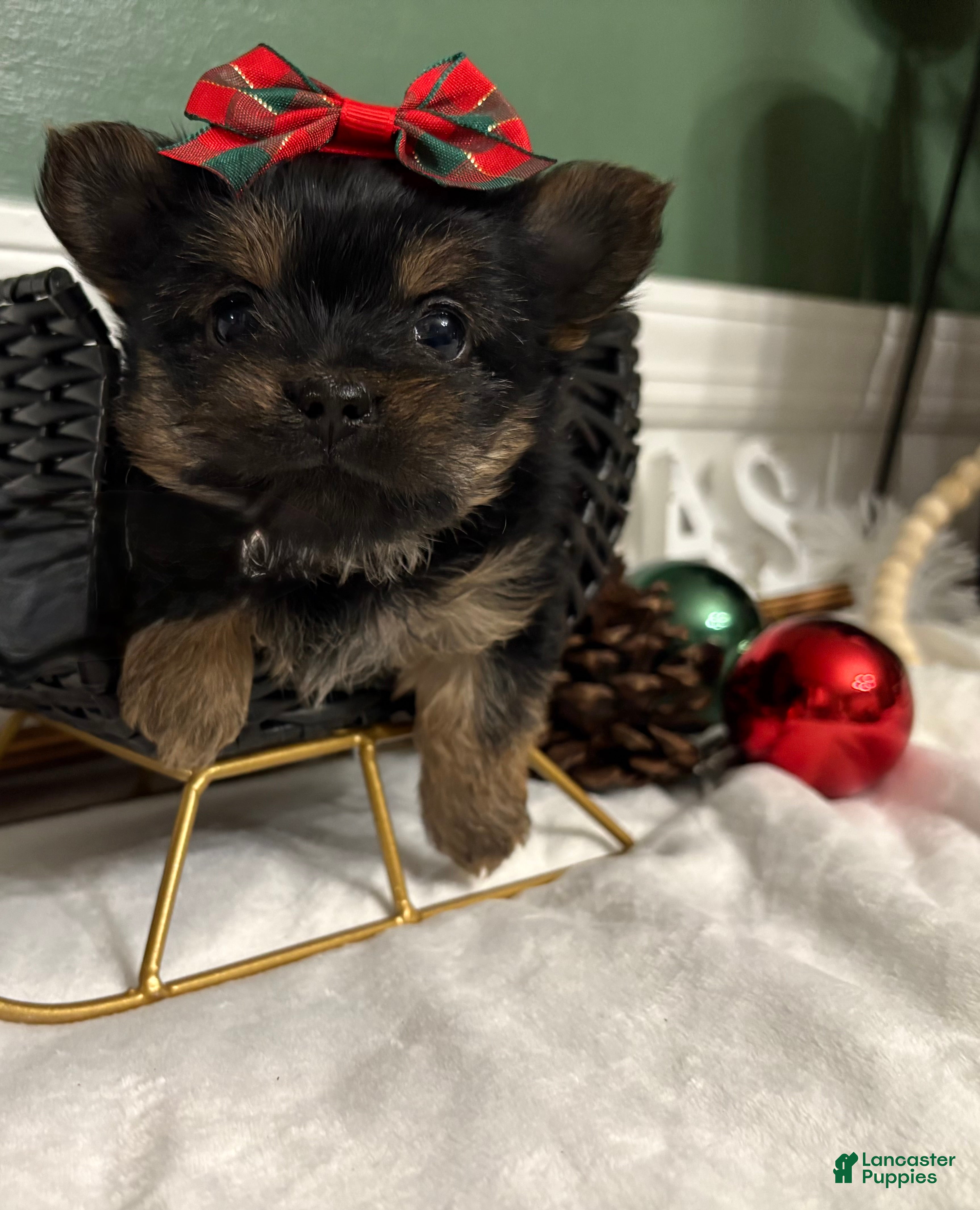 Yorkshire Terrier dogs TEACUP OLLIE - Ad 4