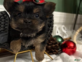 Yorkshire Terrier dogs TEACUP OLLIE - Ad 23