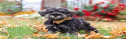 Miniature Schnauzer dogs for sale: Everest - Ad 4