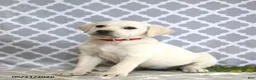 Mixed Breed dogs for sale: Rebecca - Ad 4