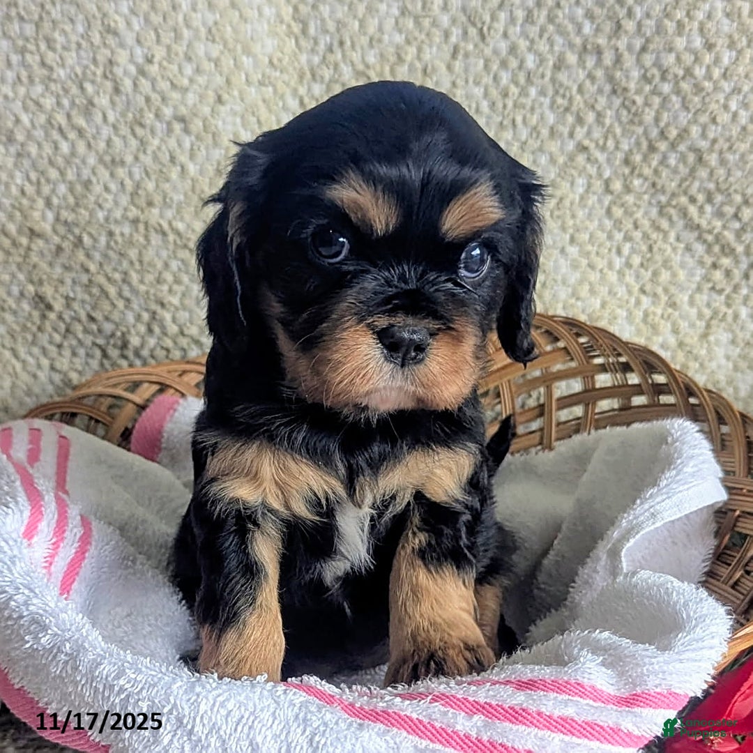 Cavalier King Charles Spaniel dogs for sale: Betty   - Ad 1