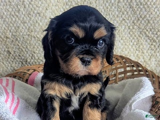 Cavalier King Charles Spaniel dogs Betty - Ad 16