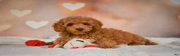 Cavapoo dogs for sale: Clara - Ad 2