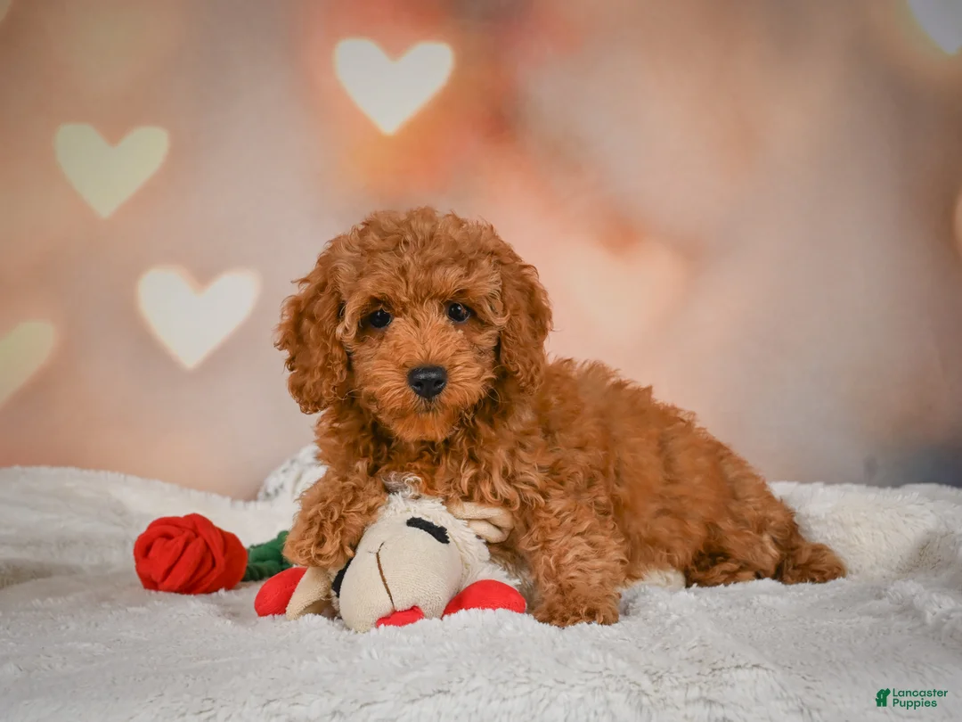 Cavapoo dogs for sale: Clara - Ad 2